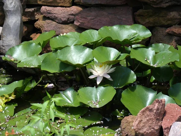 Weitwinkelaufnahme Einer Weißen Seerosenblume Mit Großen Blättern Einem Teich — Stockfoto