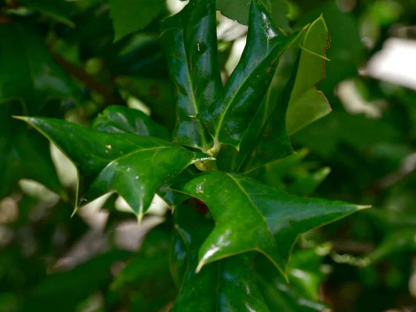 Close Green Leaves Bokeh Background — 图库照片