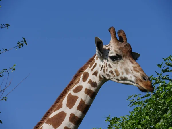 Medium Närbild Huvudet Giraff Äta Gräs Från Ett Högt Träd — Stockfoto