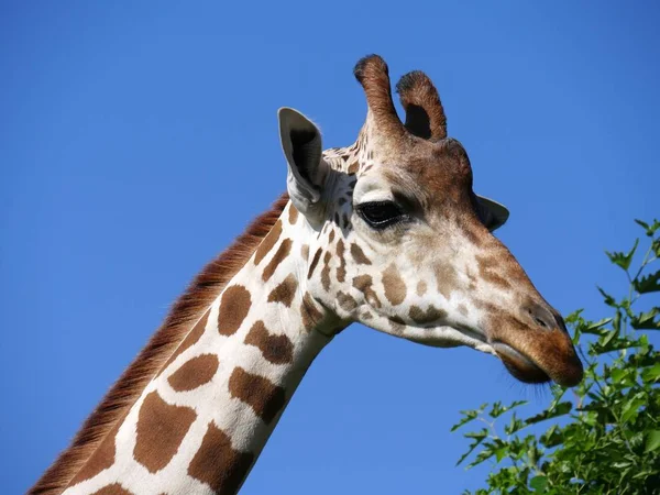 Närbild Huvudet Giraff Som Äter Gräs Från Ett Högt Träd — Stockfoto