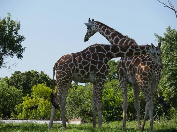 Medium Närbild Bild Två Giraffer Stående Gräsbevuxen Yta — Stockfoto