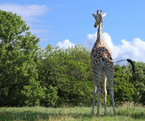 Brett Skott Baksidan Giraff Som Står Med Svansen Avskuren Ena — Stockfoto