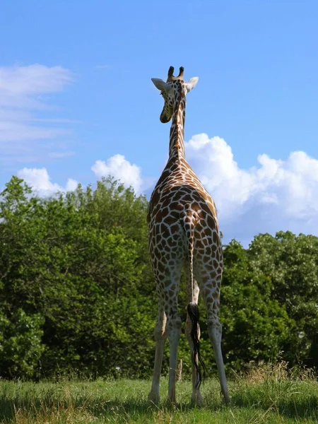 Porträtt Baksidan Giraff Står Inför Träden — Stockfoto