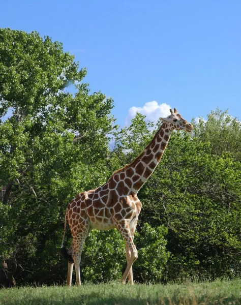 Vista Lateral Uma Girafa Perto Das Árvores — Fotografia de Stock