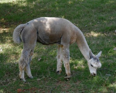 Yeşil çimlerle beslenen beyaz bir alpaka.