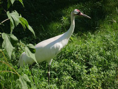 Çimenli bir alanda yiyecek aramak için yürüyen bir vincin orta derecede yakın çekimi.