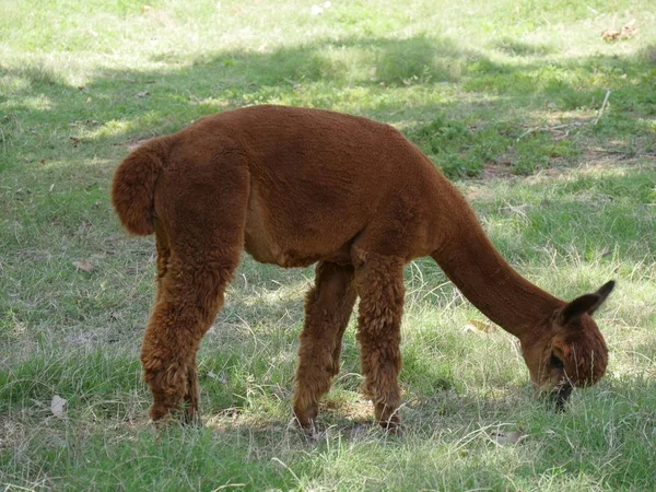 Medio Cerca Vista Lateral Una Alpaca Marrón Alimentándose Hierba Verde — Foto de Stock