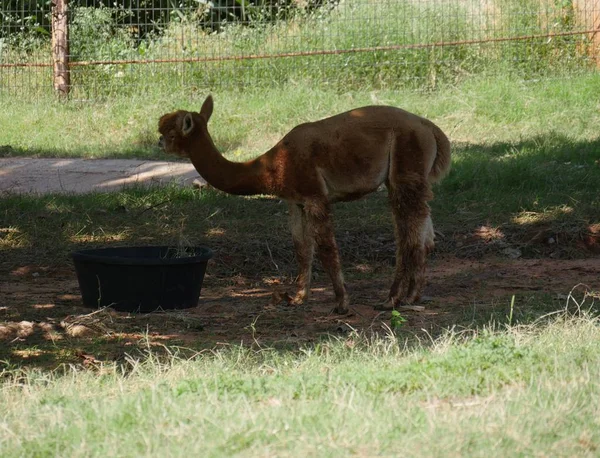 Agua Potable Alpaca Marrón Una Tina Negra — Foto de Stock