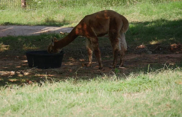 Colpo Largo Acqua Potabile Alpaca Marrone Una Vasca Nera — Foto Stock