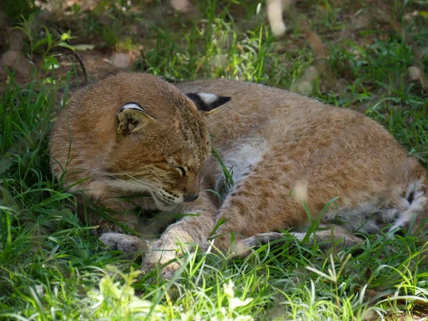 Gros Plan Moyen Lynx Dormant Dans Coin Herbeux — Photo