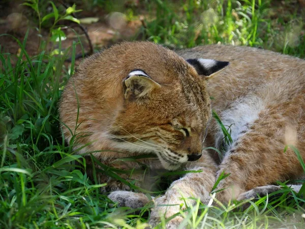Fechar Bobcat Dormindo Remendo Gramado — Fotografia de Stock