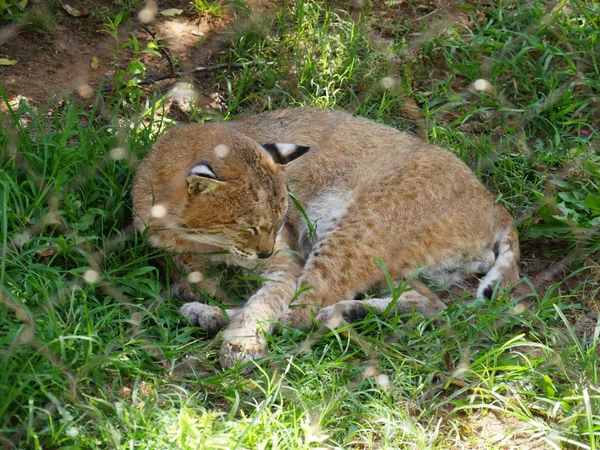 Gros Plan Lynx Endormi Dans Coin Herbeux — Photo