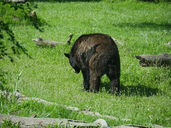 Hátsó Nézet Egy Fekete Medve Sétál Zöld Füves Területen — Stock Fotó