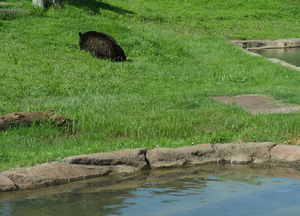 Amplio Tiro Estanque Agua Con Gran Oso Negro Acostado Hierba —  Fotos de Stock