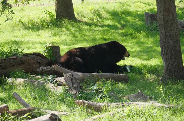 Большой Черный Медведь Лежит Траве Рядом Упавшими Деревьями — стоковое фото