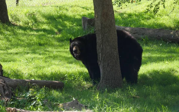 Nagy Fekete Medve Részben Elbújik Egy Mögött — Stock Fotó