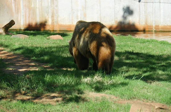 草の多い場所での熊の背景色 — ストック写真