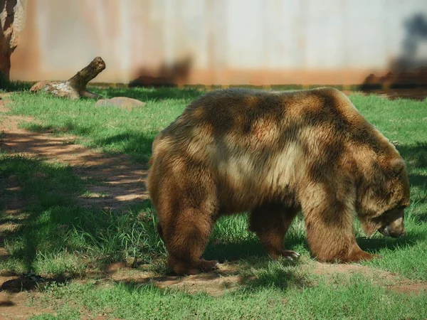 Widok Boku Duży Niedźwiedź Grizzly Chodzenie Trawiastym Obszarze — Zdjęcie stockowe