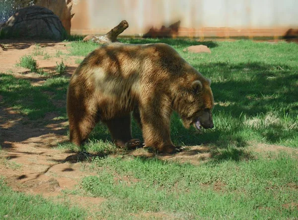 Wide Shot Side View Big Grizzly Bear Walking Grassy Area — Stock Photo, Image