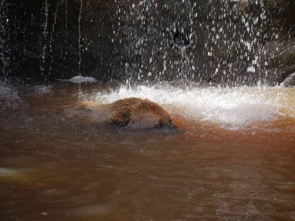 Side View Top Grizzly Bear Head While Swimming Murky Waters — Stock Photo, Image