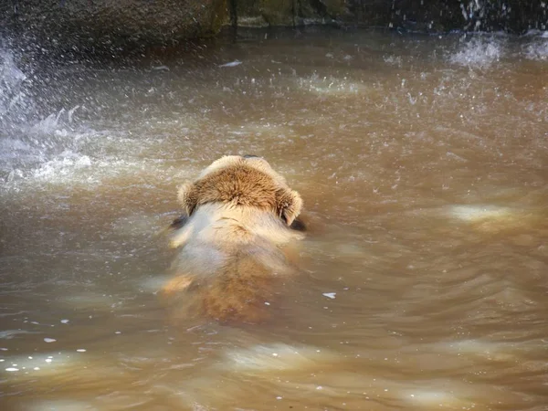 Grizzly Bear Swims Brownish Waters — Stock Photo, Image