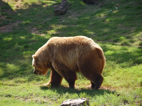 Közepes Közelkép Oldalnézetben Egy Nagy Grizzly Medve Sétál Füves Területen — Stock Fotó