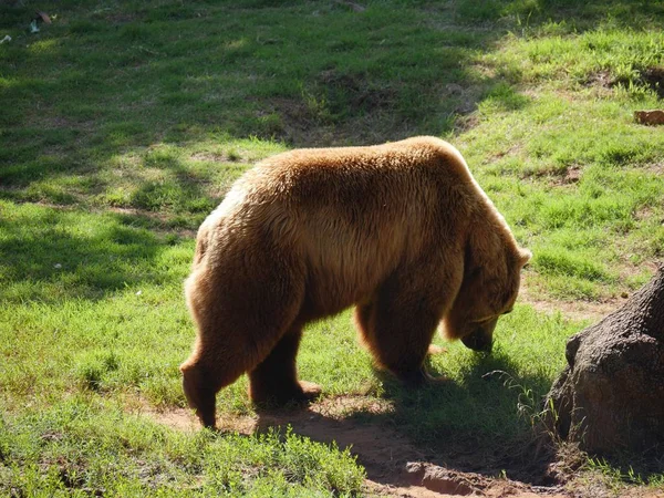 Oldalnézet Felvétel Egy Nagy Grizzly Medve Séta Zöld Füves Területen — Stock Fotó