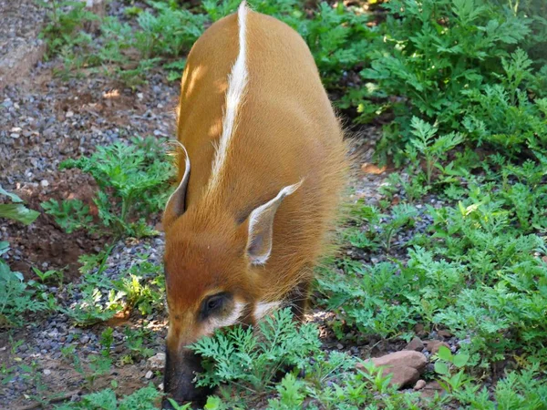 Close Shot Van Een Wild Zwijn Een Grasveld — Stockfoto