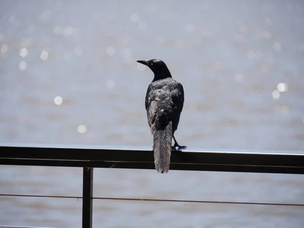 Crow Sitting Wooden Fence Looking One Side Bokeh Background — Stock Photo, Image