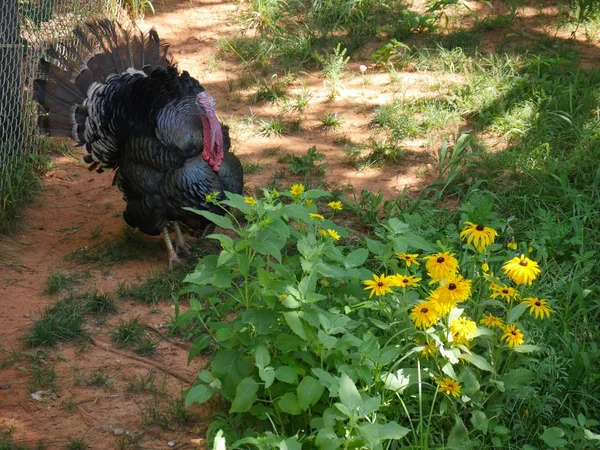 Wide Shot Turkey Feathers All Fluffed While Strutting Flower Garden — 图库照片