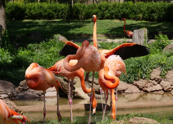 Flamingos Sonnen Sich Teich Mittlerer Weitschuss — Stockfoto