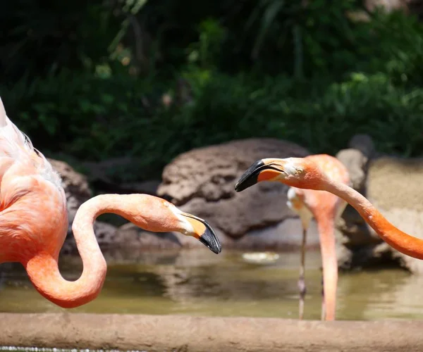 Zbliżenie Głów Dwóch Flamingów Nad Stawem — Zdjęcie stockowe