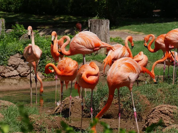 Schöne Flamingos Stehen Einem Teich — Stockfoto