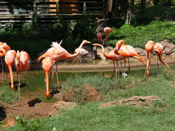 Großaufnahme Bunter Flamingos Einem Teich — Stockfoto