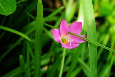 Uzun yeşil çalıların ortasında açan küçük pembe çiçek.