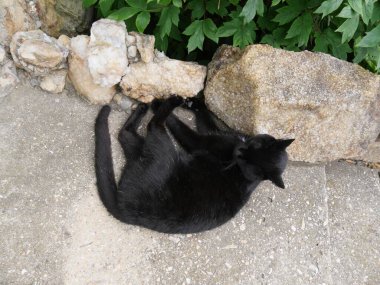 Siyah kedi kaldırımda kıvrılmış yeşil çimlerle kayaların yanında
