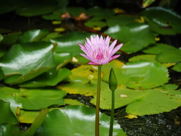 연못에서 꽃봉오리와 피우는 분홍빛 수련의 배경에는 잎들이 — 스톡 사진