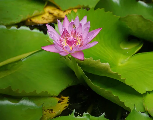 Blooming Pink Water Lily Pond — Stock Photo, Image