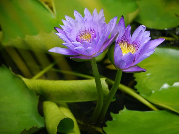 Close Shot Two Purple Waterlilies Side Side Pond Blurred Waterlily — Stock Photo, Image