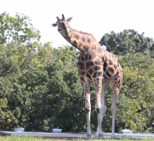 Vuxen Giraff Stående Med Huvudet Lätt Böjt Sidled — Stockfoto