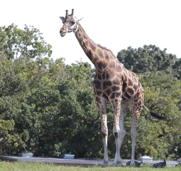 Adult giraffe standing up, facing front