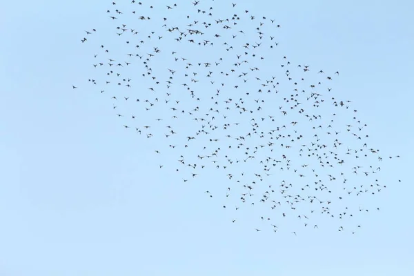 Silhouet Van Honderden Vogels Die Lucht Vliegen — Stockfoto
