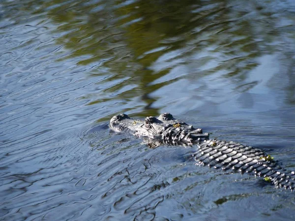 Alligator Schwimmt Mit Kopf Und Rücken Sumpf — Stockfoto