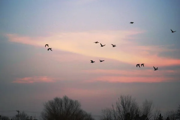 Silhouetten Von Vögeln Die Winter Himmel Bei Sonnenuntergang Fliegen — Stockfoto