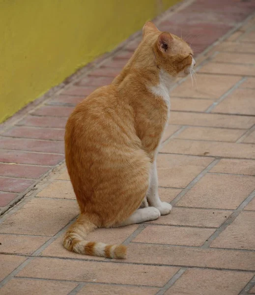 Cat Stree — стоковое фото