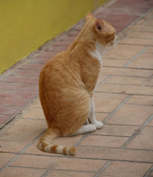 Katt Trädet — Stockfoto