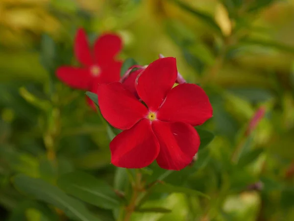 背景に葉がぼやけている花ではなく 赤いタッチ — ストック写真