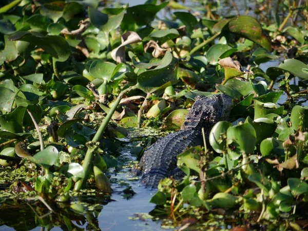 Alligator Its Head Bank Swamps Half Its Body Tail Submerged — Stock Photo, Image