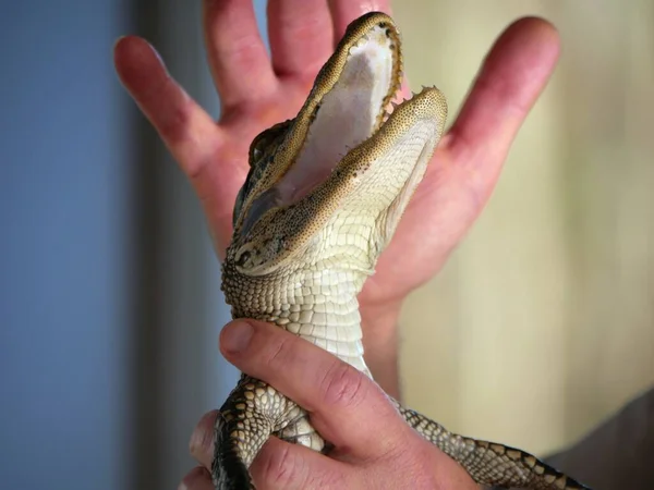 Ein Mann Hält Ein Baby Alligator Den Händen — Stockfoto