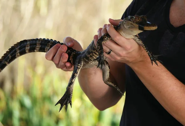 Mann Hält Ein Baby Alligator Den Händen — Stockfoto